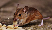 24 Hour & Emergency Exterminators in Upper Greenwood Lake, NJ